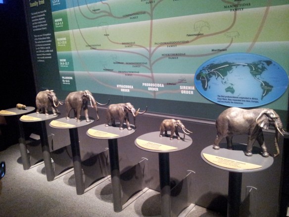 The Proboscidea family tree!